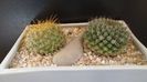 Grup de 2 Mammillaria