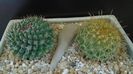 Grup de 2 Mammillaria