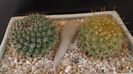 Grup de 2 Mammillaria