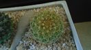 Mammillaria petterssonii (huiguerensis), Jalisco, Zacatecas