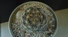 Coryphantha cornifera
