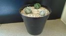 Grup de 3 Astrophytum