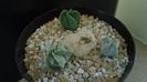 Grup de 3 Astrophytum