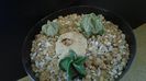 Grup de 3 Astrophytum