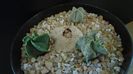Grup de 3 Astrophytum