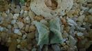 Astrophytum myriostigma v. quadricostatum