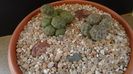 Grup de 3 Puna (Maihueniopsis)