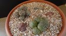 Grup de 3 Puna (Maihueniopsis)