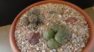 Grup de 3 Puna (Maihueniopsis)