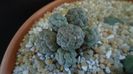 Puna (Maihueniopsis) bonnieae