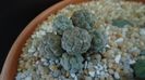 Puna (Maihueniopsis) bonnieae