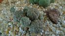Puna (Maihueniopsis) bonnieae