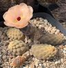 Pterocactus reticulatus
