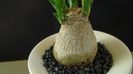 Beaucarnea recurvata (Nolina)