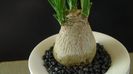 Beaucarnea recurvata (Nolina)