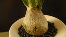 Beaucarnea recurvata (Nolina)