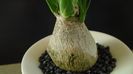 Beaucarnea recurvata (Nolina)