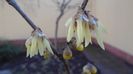 10 febr. 16C - Arbustul zânei (Chimonanthus praecox)