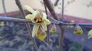 10 febr. 16C - Arbustul zânei (Chimonanthus praecox)