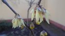 Ian.-febr. 2021 - Arbustul zanei (Chimonanthus praecox)
