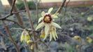 Ian.-febr. 2021 - Arbustul zanei (Chimonanthus praecox)