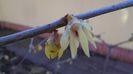 Ian.-febr. 2021 - Arbustul zanei (Chimonanthus praecox)