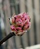 viburnum bodnantense..il astept sa infloresca :)