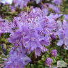 Rhododendron_impeditum, sweet garden