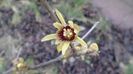 11 febr. 16C - Arbustul zânei (Chimonanthus praecox)