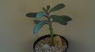 Senecio crassissimus