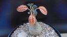 Dorstenia foetida