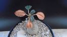 Dorstenia foetida