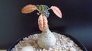 Dorstenia foetida