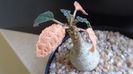 Dorstenia foetida