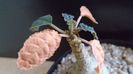 Dorstenia foetida