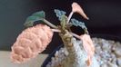 Dorstenia foetida