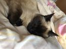 am revenit cleo va pupa