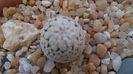 Turbinicarpus valdezianus v. albiflorus, Matehuala, SLP, Mx
