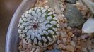 Turbinicarpus pseudopectinatus