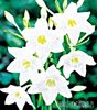 Eucharis amazonian