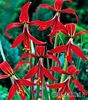 Sprekelia-creste 30 cm,nu soare direct,sol umed din turba si nisip,sensibila la inghet