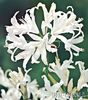 nerine