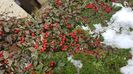 Cotoneaster