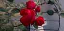 20200622_064813(0)