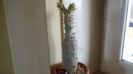 Pachypodium rosulatum ssp. rosulatum in repaus