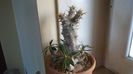 Pachypodium rosulatum ssp. cactipes in repaus