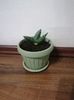 Sansevieria boncellensis