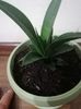 Sansevieria comet Amazon green