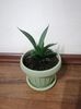 Sansevieria comet Amazon green