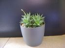 Aloe cv. Pepe (A. descoingsii & A. haworthioides)
